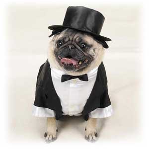 dog-clothes-tuxedo-1-1-.jpg
